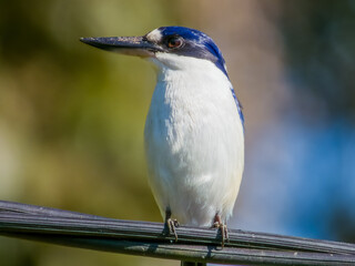 Forest Kingfisher in Queensland, Australia