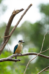 Beautiful little blue-and-orange common kingfisher - 619264547