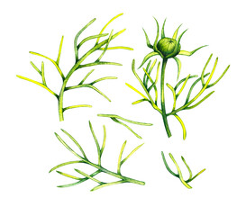 Set of sprigs cosmos flowers isolated on a white background