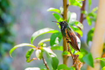 One hummingbird perched on a tree branch