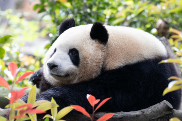Fototapeta premium Close up Female Panda Chengdu Panda Base, China