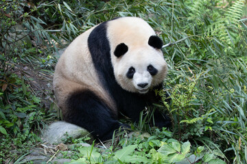 Obraz premium Close up Female Panda Chengdu Panda Base, China