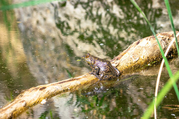 frog on log