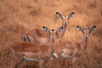 Cute Photo of a Trio of Impala