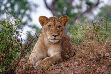Lion Cub - Up Close with a Quizzical Expression