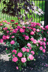 Fototapeta na wymiar Pink wild backyard roses blooming in the summertime against green bushes 
