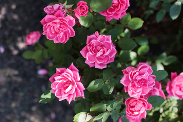 Pink wild backyard roses blooming in the summertime against green bushes 