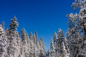 Winter wonderland landscape with pine and fir trees covered in snow