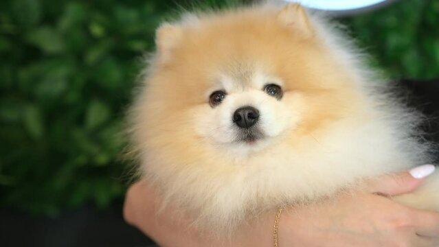 Super Cute Fluffy Pedigree Pomeranian Dog sitting hands.