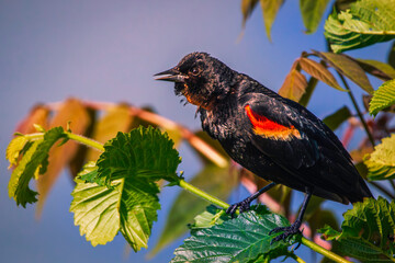 Close up of a  male red-winged blackbird perched on tree branches between green leaves and singing