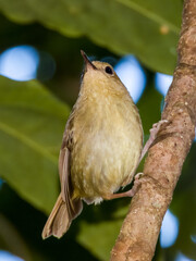 Large-billed Scrubwren in Queensland Australia