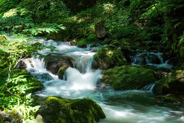 木漏れ日浴びて輝く新緑に包まれた渓流の情景