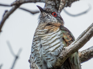 Little Bronze Cuckoo in Queensland Australia