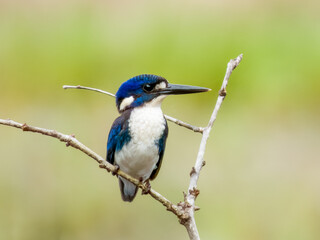 Little Kingfisher in Queensland Australia