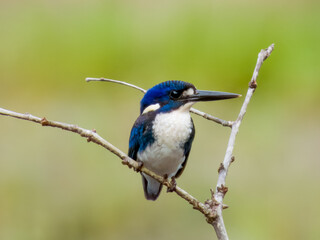 Little Kingfisher in Queensland Australia