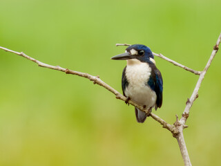 Little Kingfisher in Queensland Australia