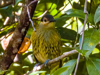 Macleay's Honeyeater in Queensland Australia