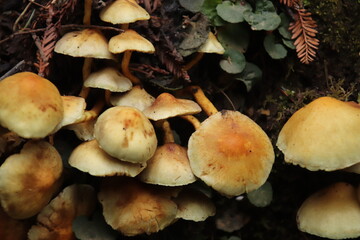mushrooms in the forest