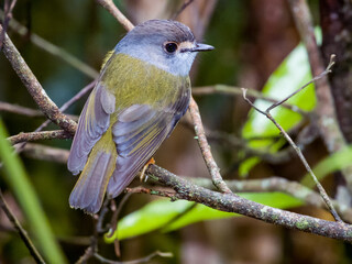 Pale Yellow Robin in Queensland Australia