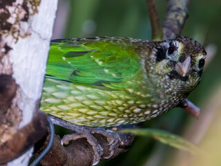 Spotted Catbird in Queensland Australia