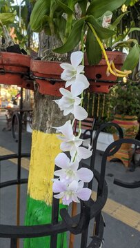 White Cooktown orchid or mauve butterfly orchid (Dendrobium bigibbum) is an epiphytic or lithophytic orchid in the family Orchidaceae. Beautiful flowering orchid blooming in the sidewalk.