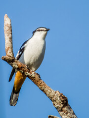Varied Triller in Queensland Australia