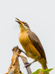 Victoria's Riflebird in Queensland Australia