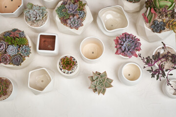 Echeveria Succulent house plant in a pot and other potted house plants on a table