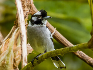 White-eared Monarch in Queensland Australia