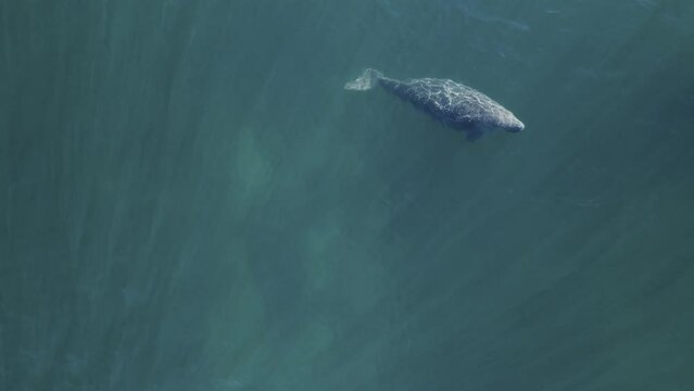 A large Dugong slowly surfaces from feeding on a seagrass meadow below the ocean waters. Drone view