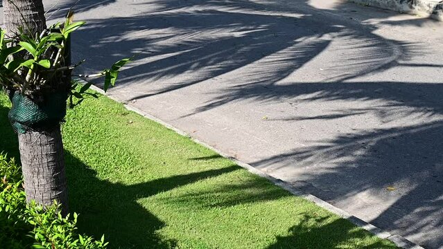 close up the motion of shadow palm leave tree on grey road background, slow motion scene