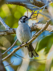 White-eared Monarch in Queensland Australia