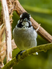 White-eared Monarch in Queensland Australia