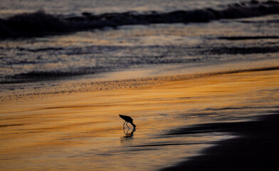Fototapeta na wymiar Seagull at sunset in Santa Cruz, CA