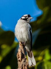 White-eared Monarch in Queensland Australia