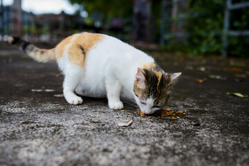 Pregnant cat eating cat food on cement ground