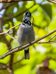 White-eared Monarch in Queensland Australia