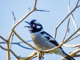 White-eared Monarch in Queensland Australia