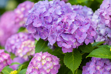Purple Hydrangea flowers in the garden