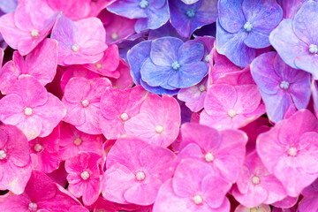 Fototapeta premium Purple Hydrangea flower 