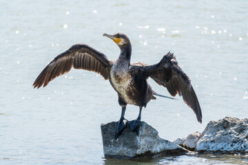 Great cormorant, Phalacrocorax carbo, sits on stone and dries its wings on the wind.