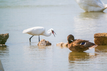 The small white heron or Little egret stands in the lake with fish in its beak.