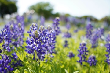 ブルーボネットの青い詩