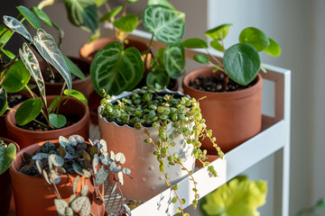 Small sprouts plants in terracotta pots on cart at home. Closeup of potted houseplants - pilea, ceropegia, peperomia, alocasia bambino and anthurium on metal shelfs. Indoor gardening, botany concept. 