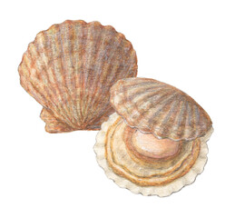 殻付きホタテ　水彩色鉛筆イラスト