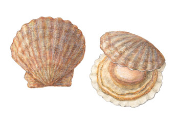 殻付きホタテ　水彩色鉛筆イラスト