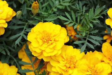 yellow flowers in the garden