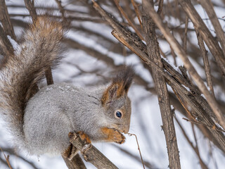 The squirrel with nut sits on tree in the winter or late autumn