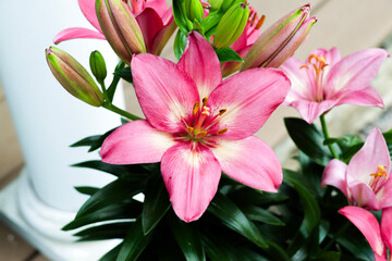 Obraz na płótnie Canvas pink lily flowers