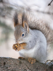 The squirrel with nut sits on tree in the winter or late autumn